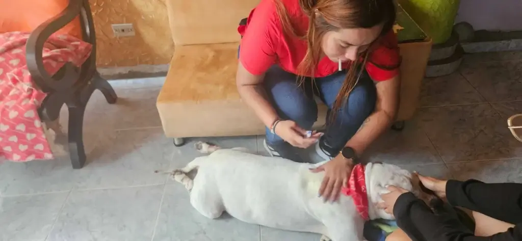 consulta-veterinario-domicilio-ibague-clinicpets