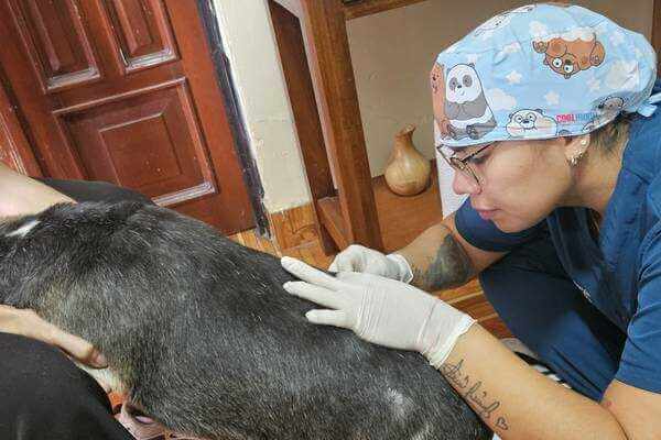 cirujia-tejidos-blandos