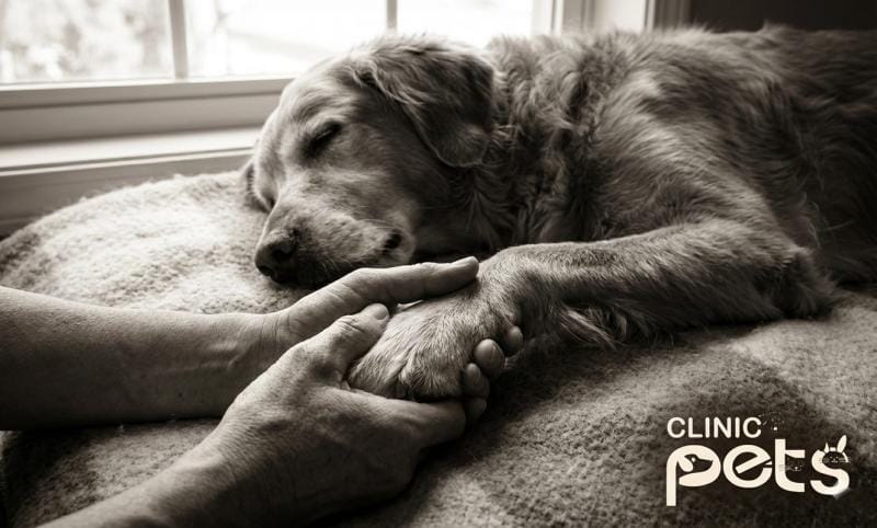 eutanasia-de-mascotas