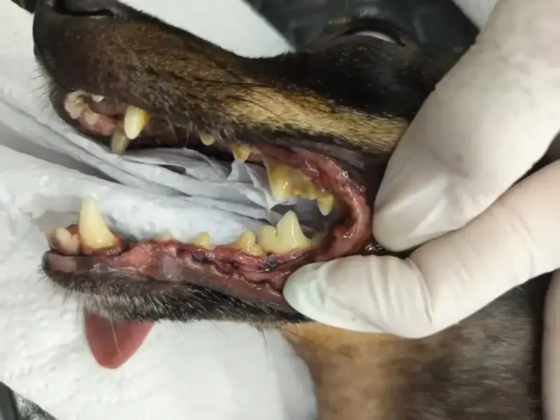 Boca de un perro con sarro y encías inflamadas antes de la profilaxis dental con la Dra. Laura Sofía Ortegón